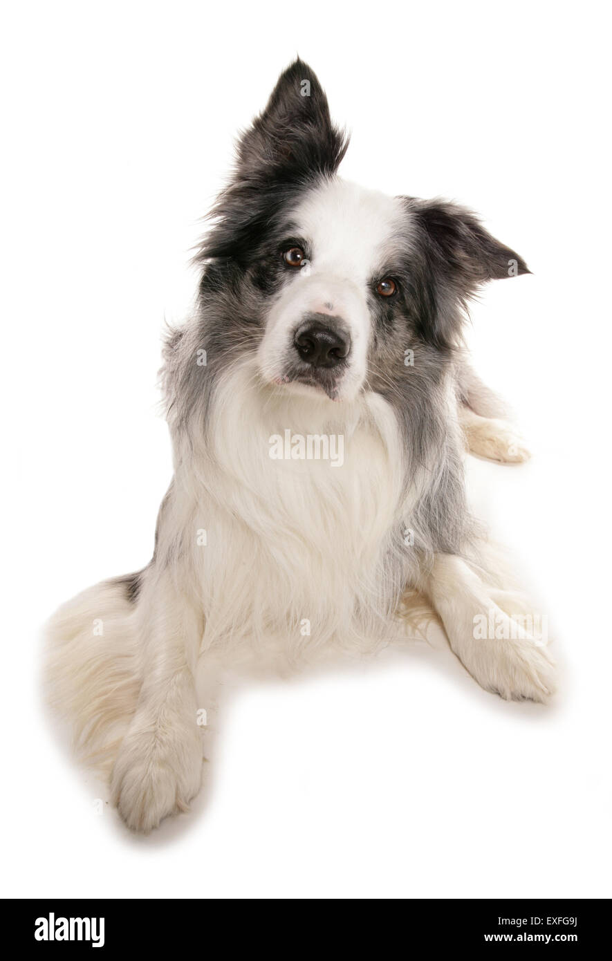 Adult Border Collie Dog Standing in a Meadow Stock Image - Image of collie,  grass: 133920371