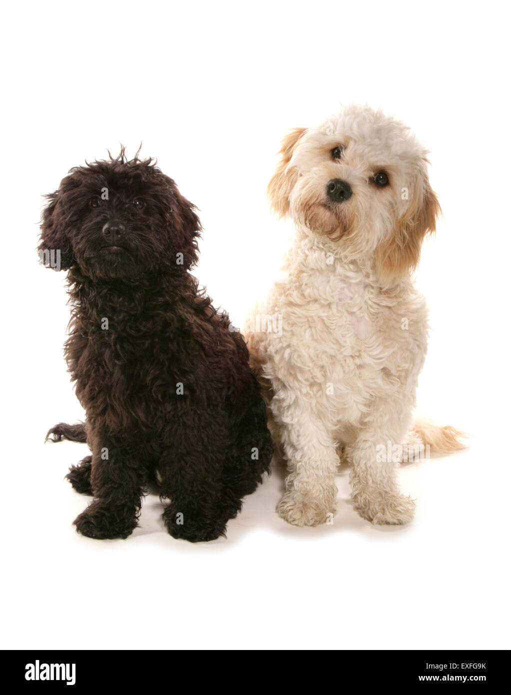 Cavapoo and Cavachon Two adults in a studio Stock Photo