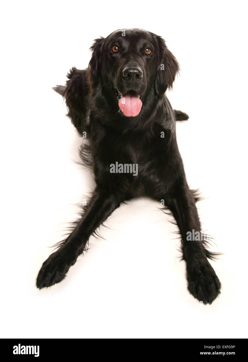 Flat coated retriever Single adult laying in a studio Stock Photo