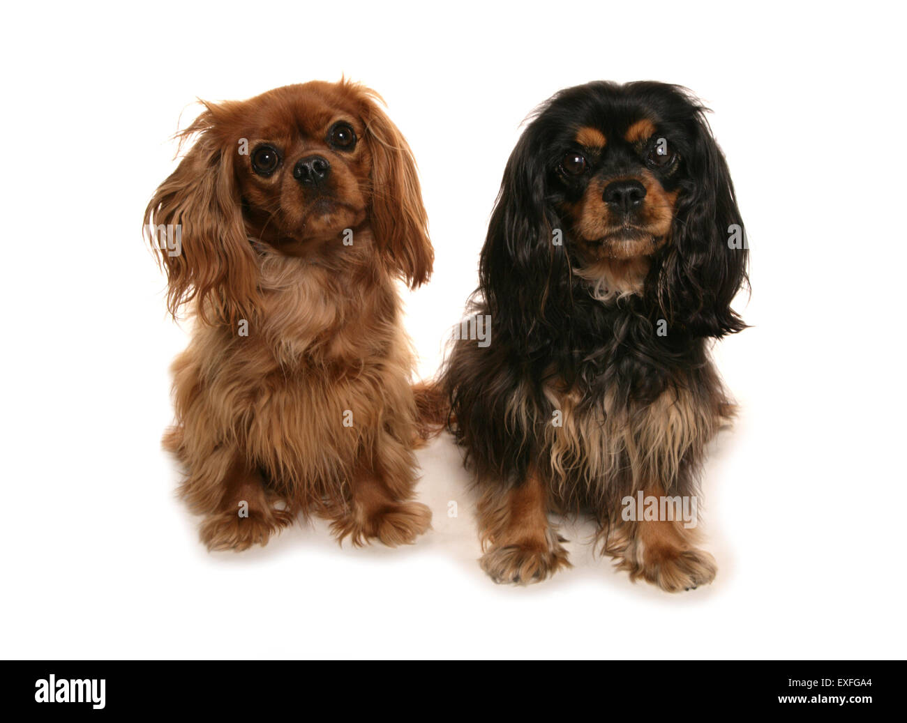 Cavalier king charles spaniel Two adults sitting in a studio Stock Photo