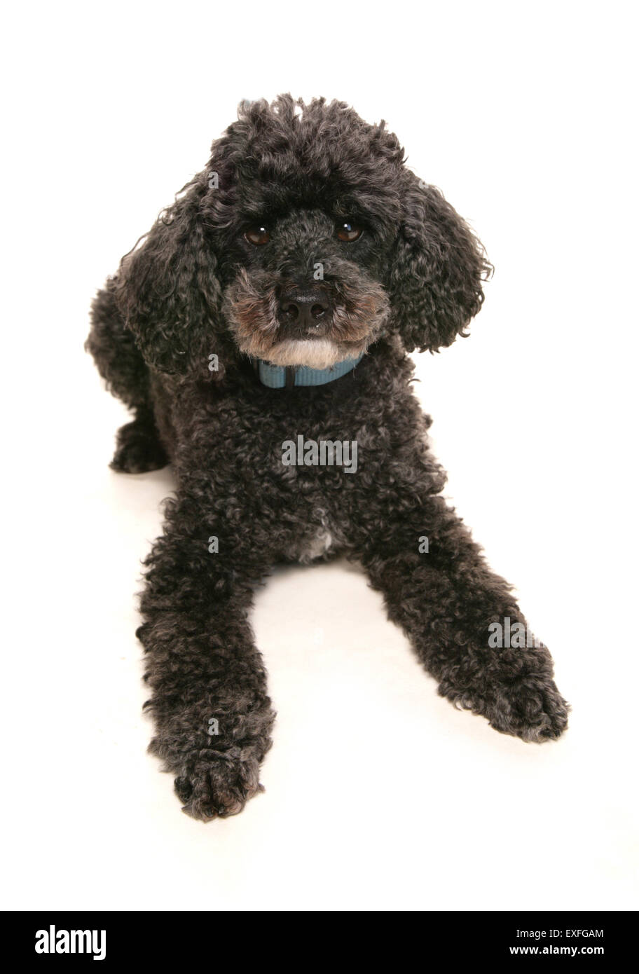 Miniature poodle Single adult laying in a studio Stock Photo