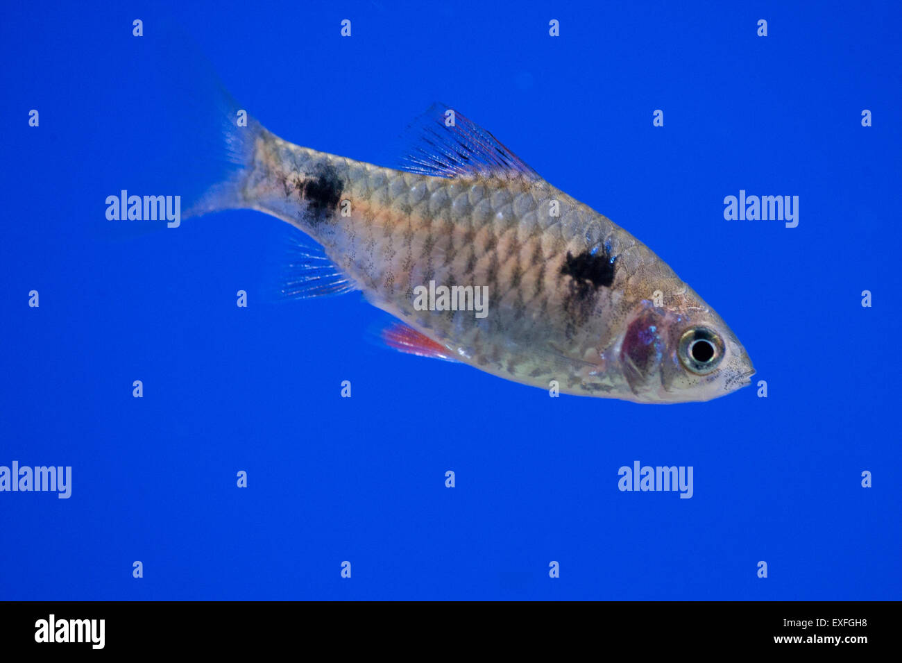 Odessa barb Pethia padamya Single adult in an aquarium fish tank Stock Photo