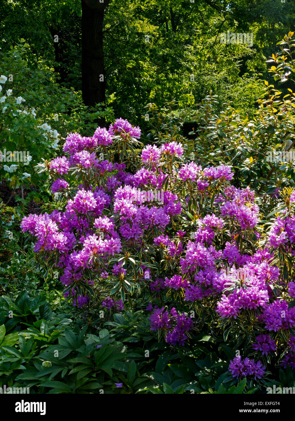Rhododendrons growing in the garden at Renishaw Hall Derbyshire England UK Stock Photo
