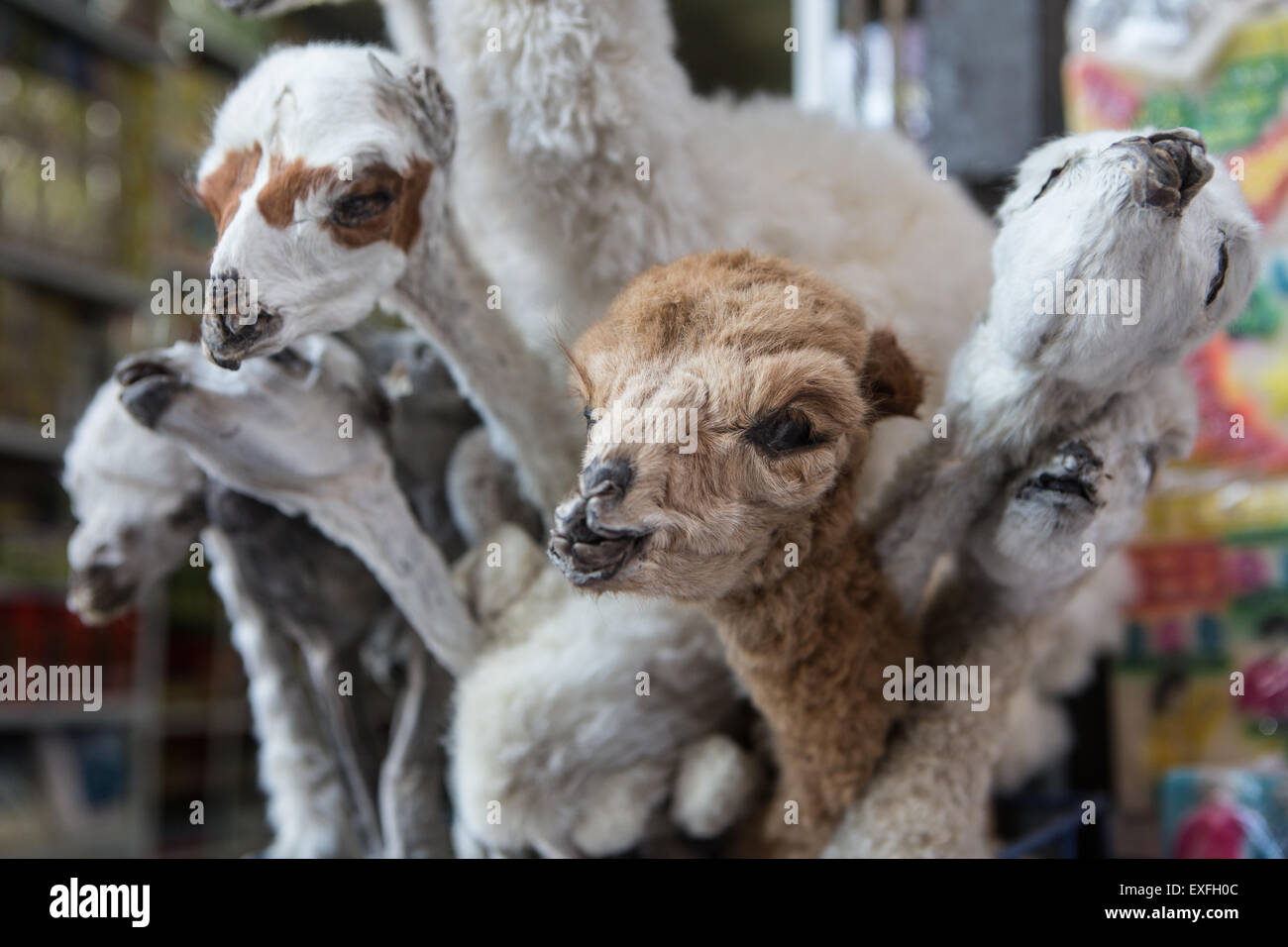 Llama Fetuses Stock Photo