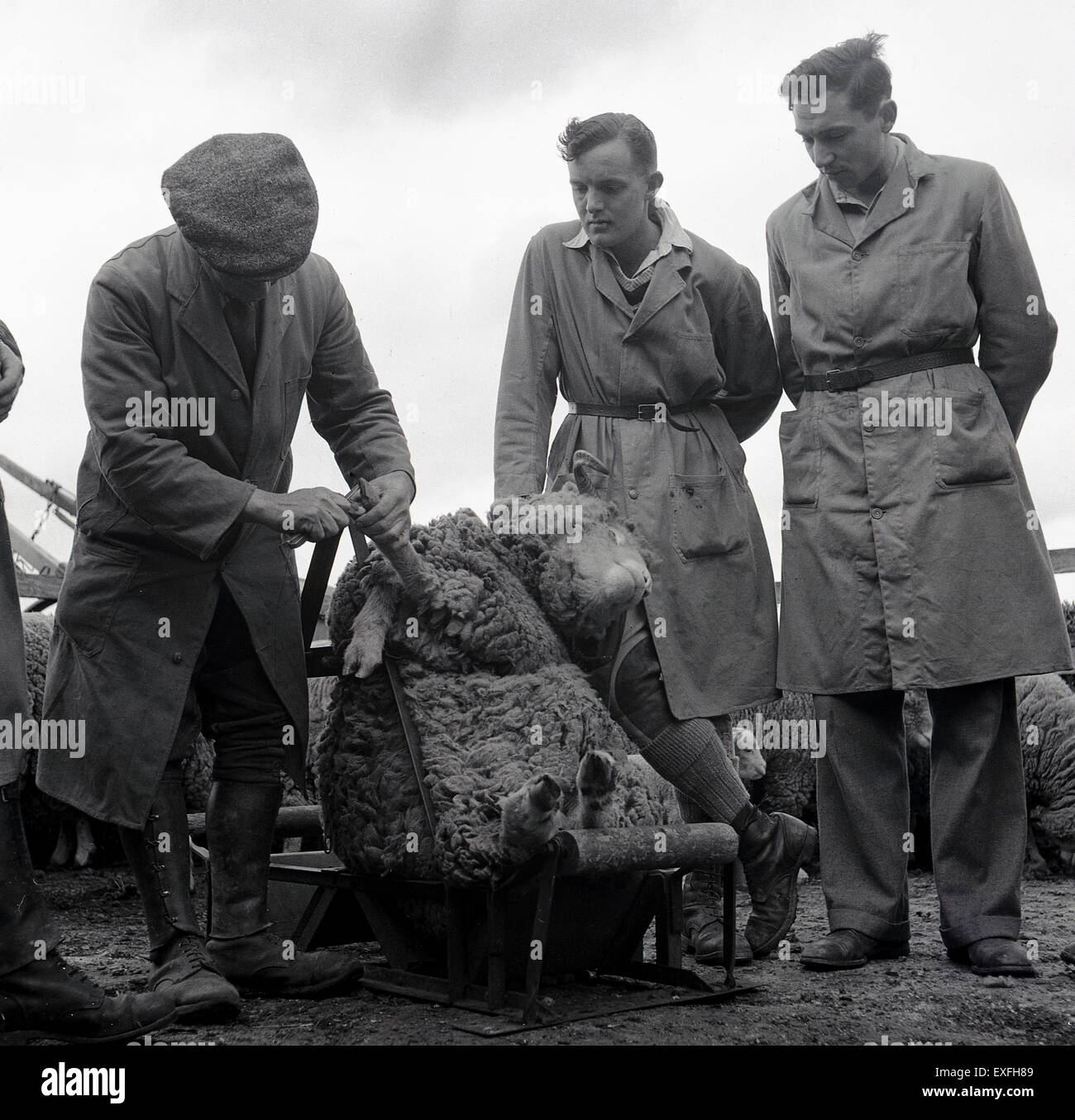 Historical picture, 1950s, showing an two male students or apprentices at a farm or agricultural college being shown how to trim a sheep hoof. Stock Photo