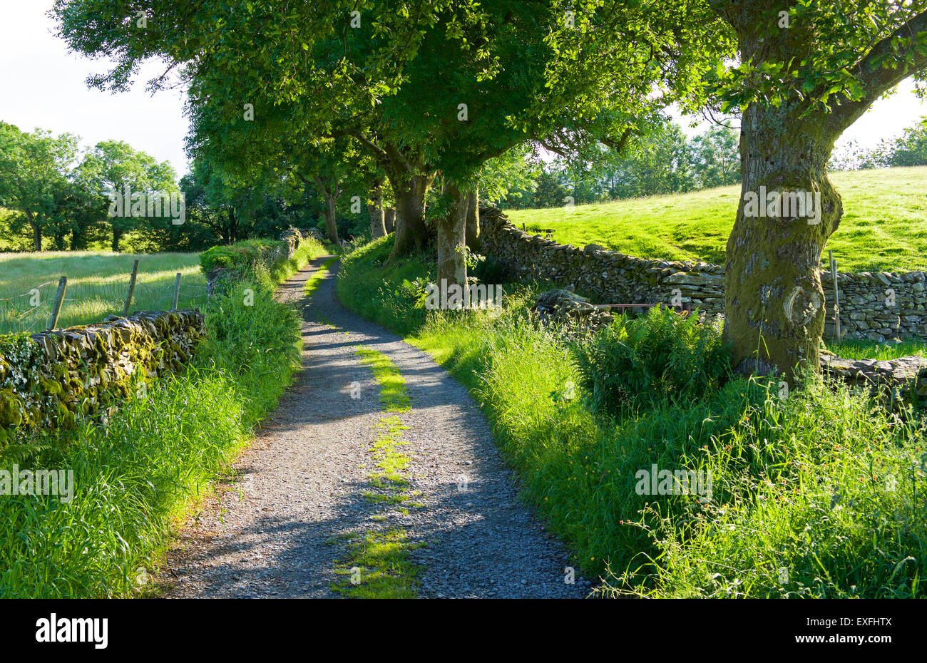 Green lane near Troutbeck, in summer, Lake District National Park, Cumbria, England UK Stock Photo