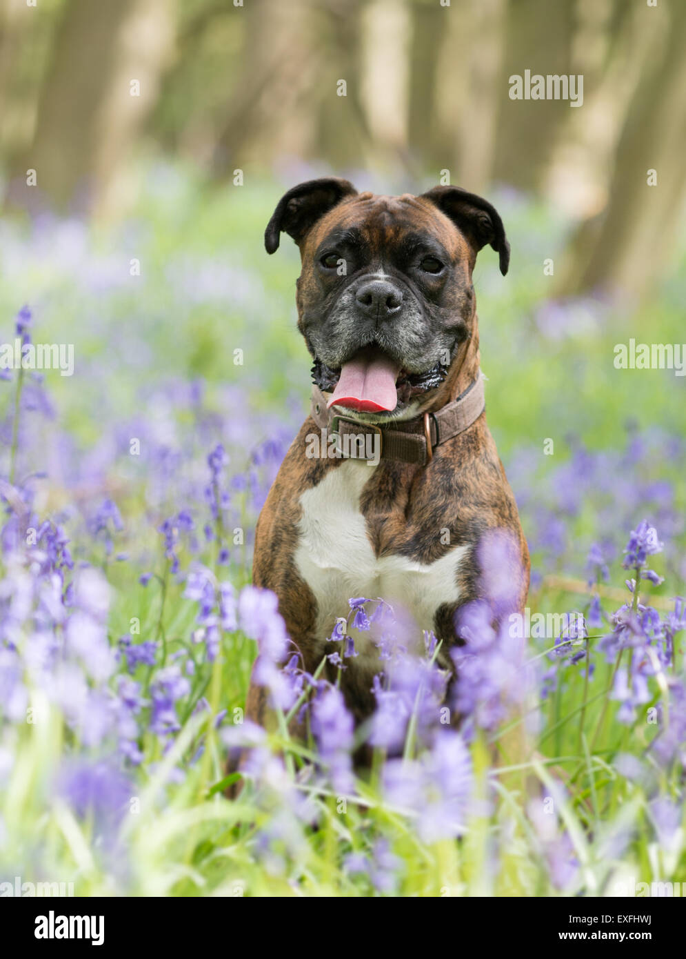 Adult female boxer dog in field of bluebells Stock Photo