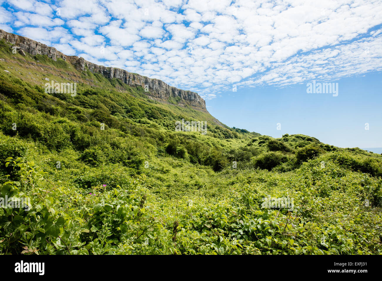 Emmetts Hill near Chapman's Pool and St Aldhelm's Head in Dorset with scrub covered undercliff UK Stock Photo