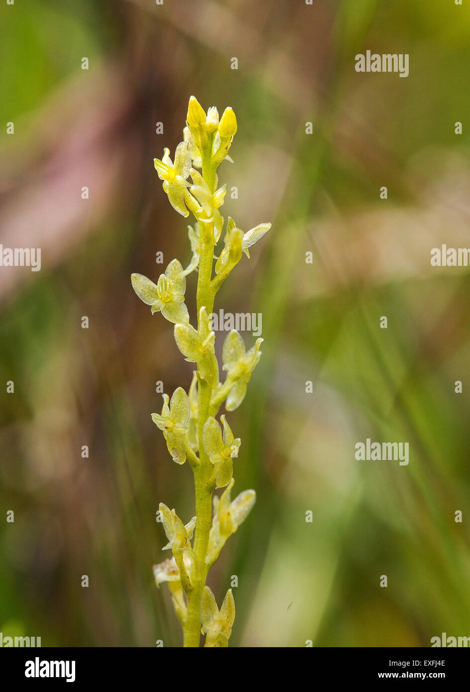 Bog or Adder's Mouth Orchid Hammarbya palludosa flower spike growing in lowland marsh in the New Forest Hampshire UK Stock Photo