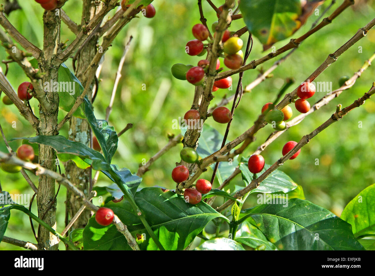 Buquete hi-res stock photography and images - Alamy Buquete hi-res stock photography and images - Alamy