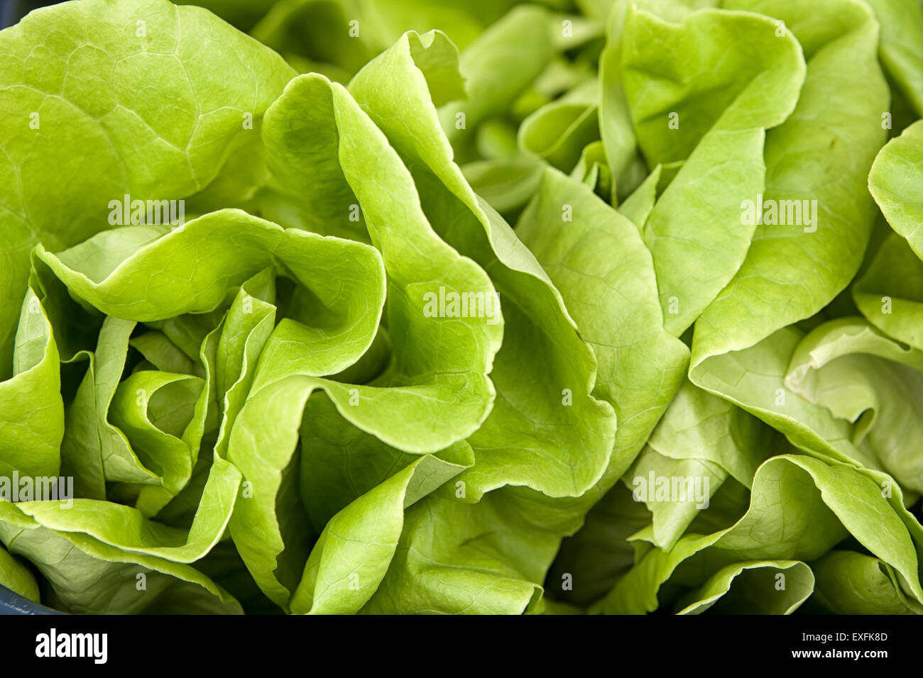 Bibb Lettuce Stock Photo Alamy