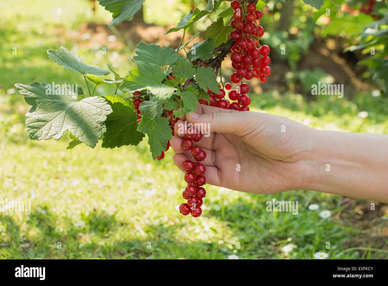 Woman hand picking  juicy currant in summer. Stock Photo