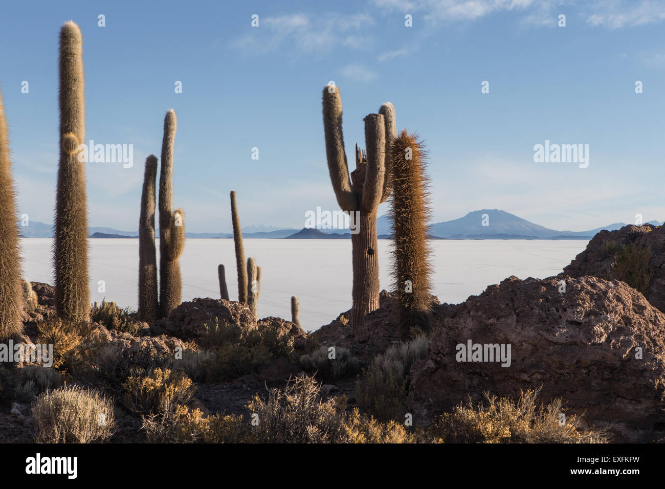 cacti on isla incahuasi Stock Photo