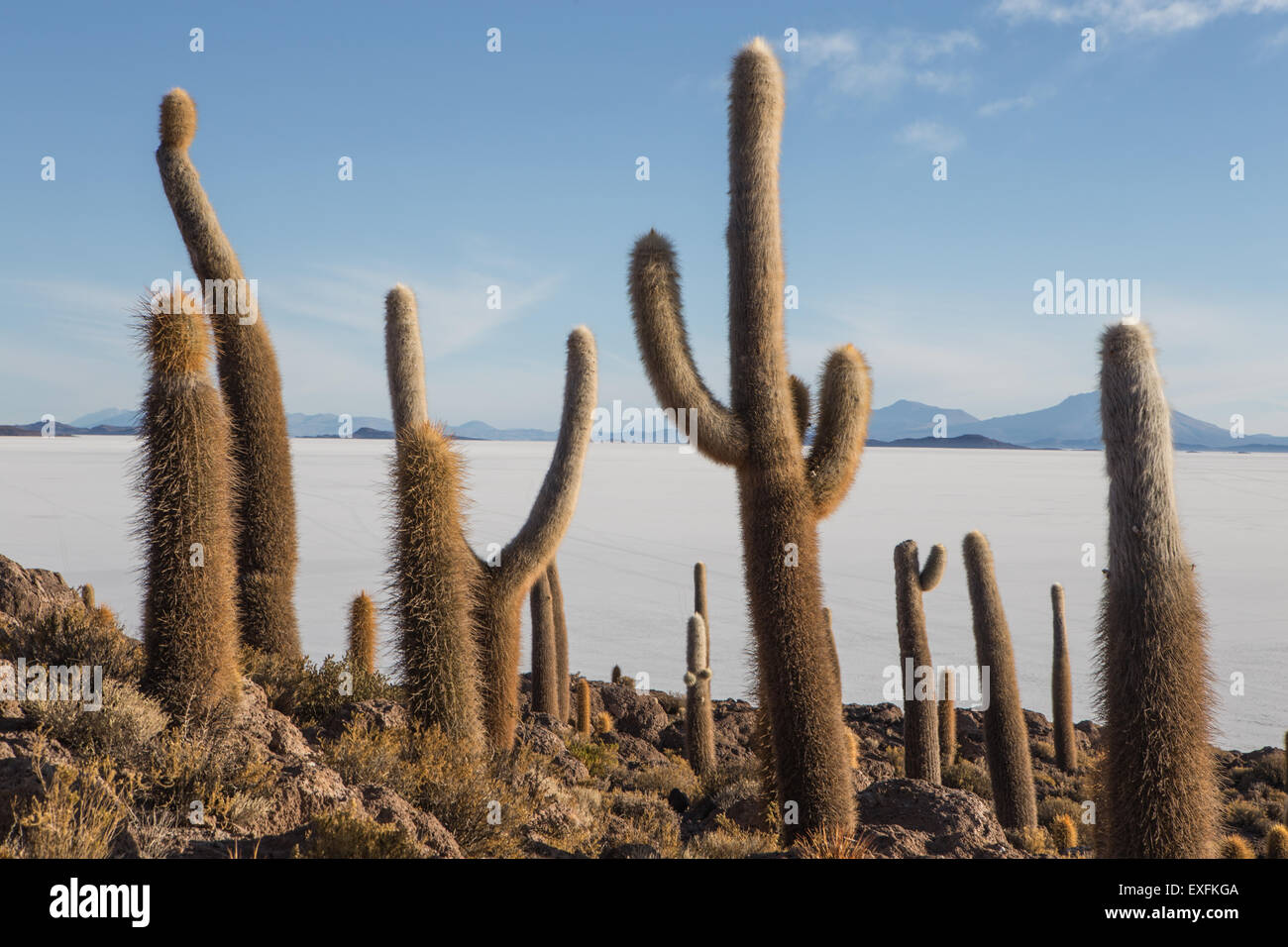cacti on isla incahuasi Stock Photo