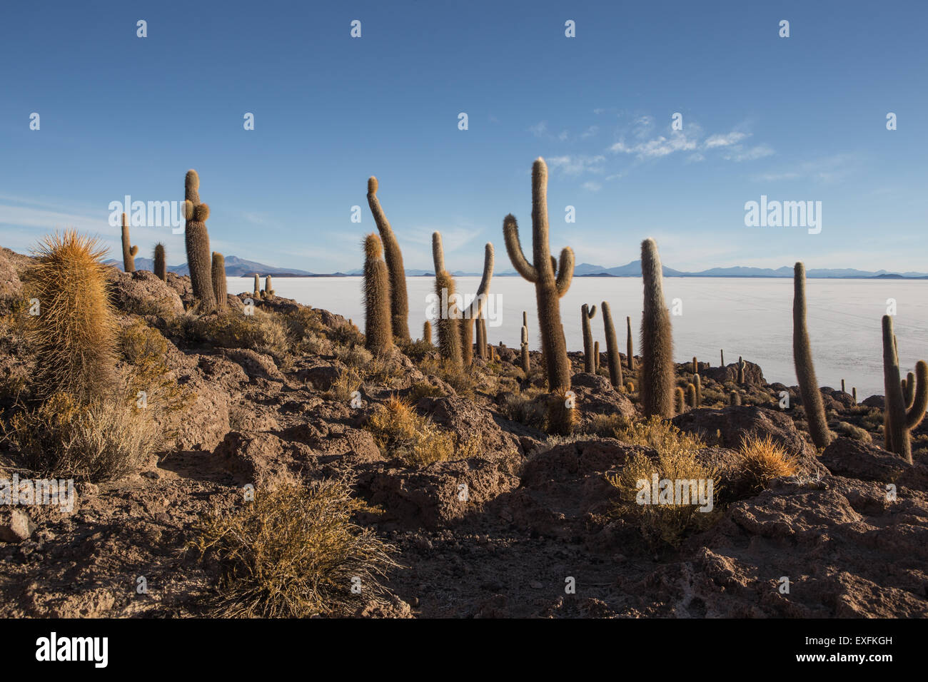 cacti on isla incahuasi Stock Photo