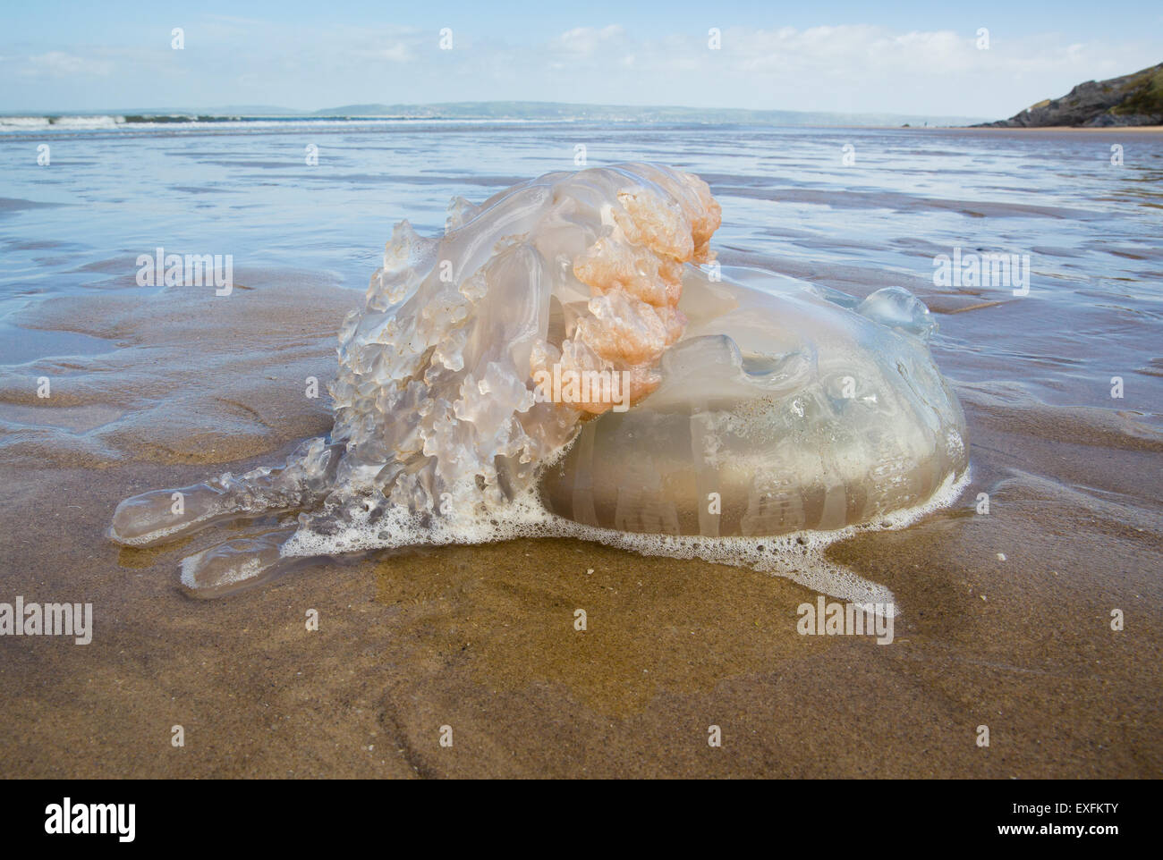 Barrel jellyfish washed up on Whiteford beach on the Gower peninsula in South Wales UK Stock Photo
