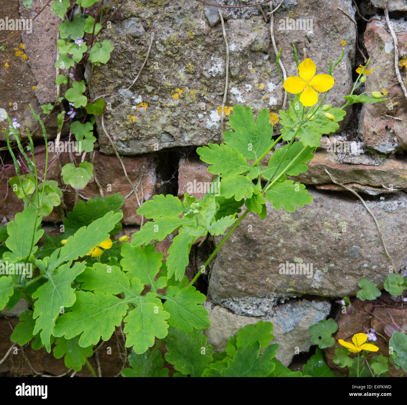 Greater celandine Chelidonium majus growing by a stone wall in Somerset UK Stock Photo
