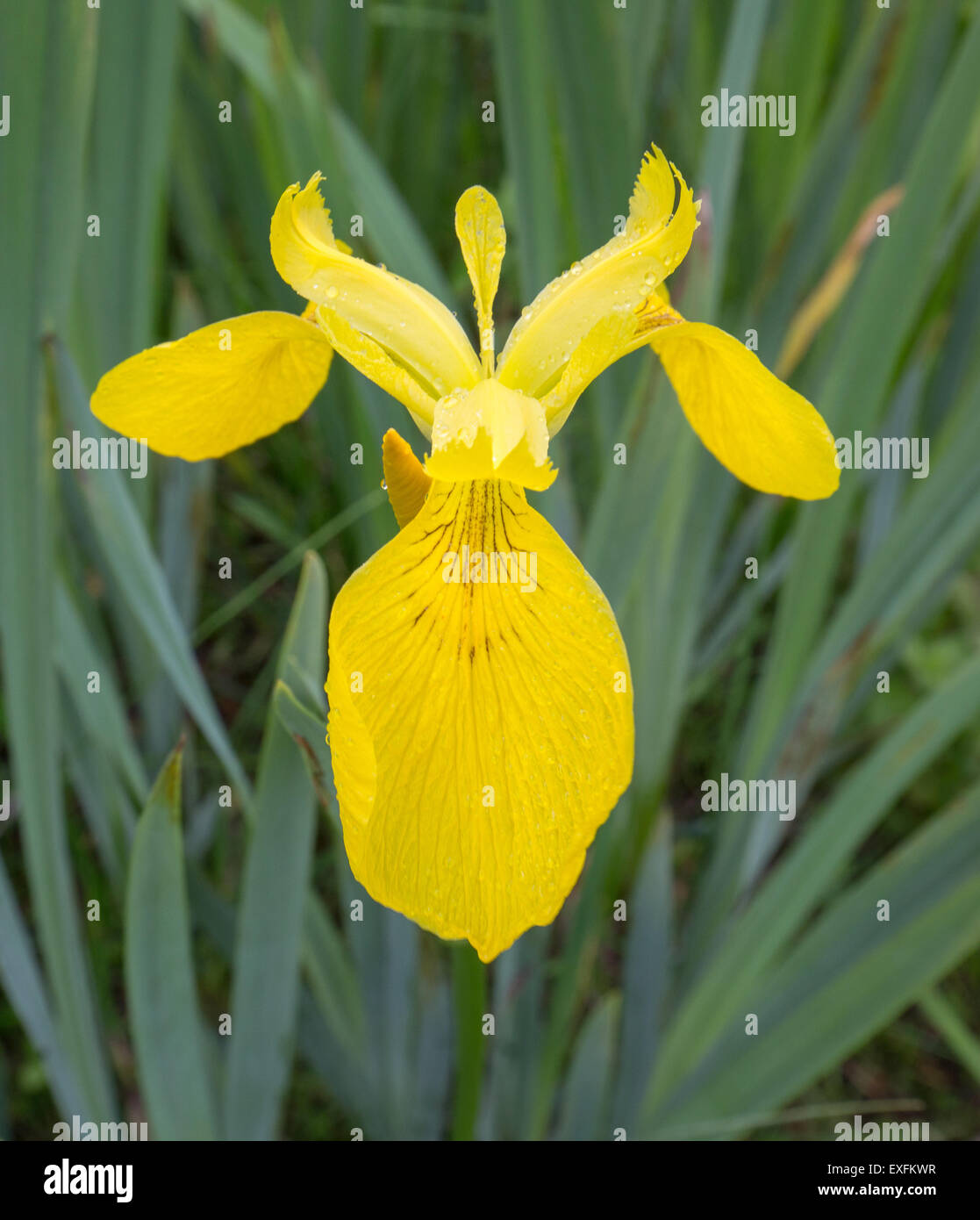 Yellow Flag or Iris flower detail - in wetlands at Kenfig Burrows on the South Wales coast UK showing the three part structure Stock Photo