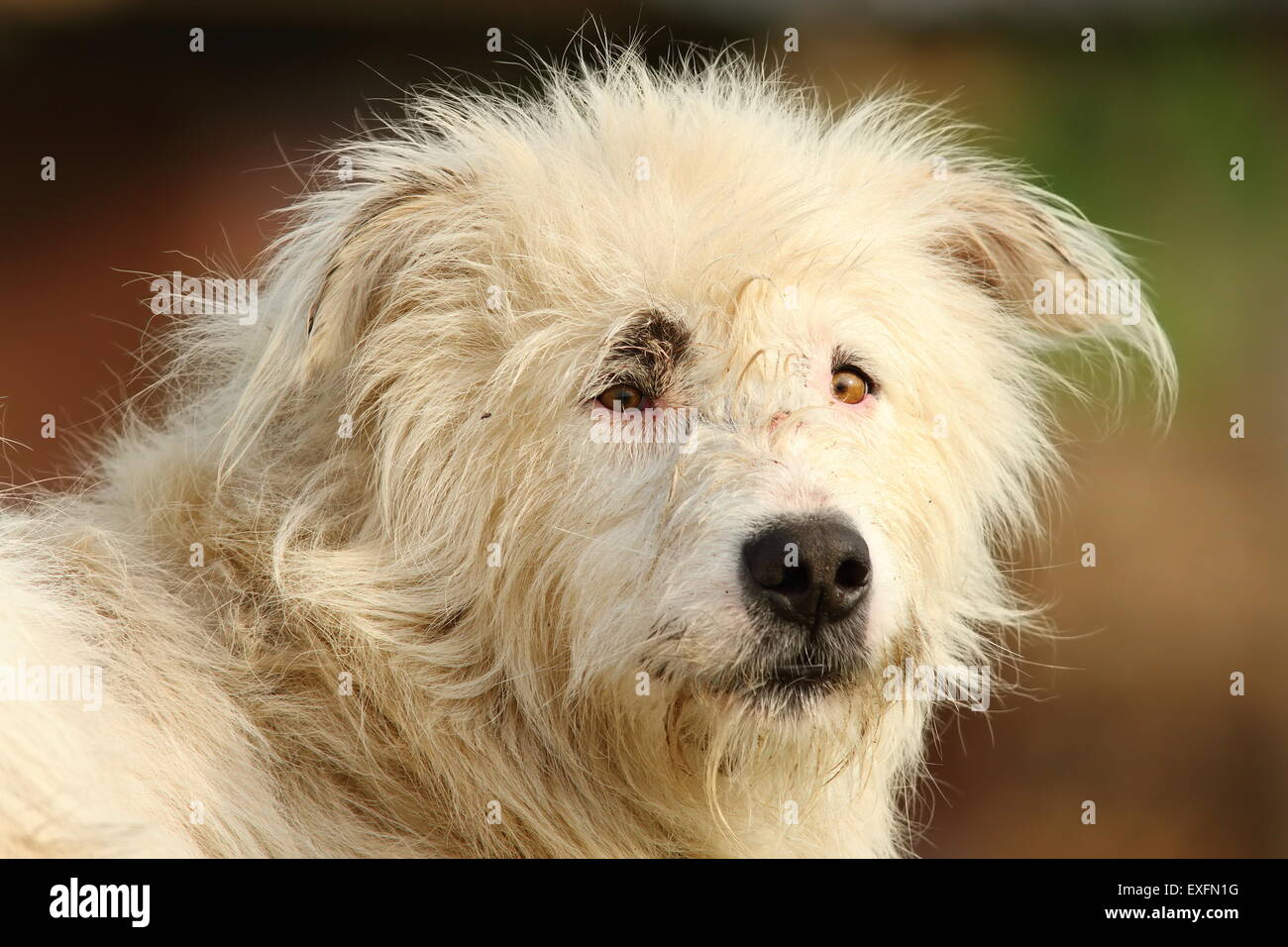 portrait of white romanian shepherd dog over out of focus background Stock Photo