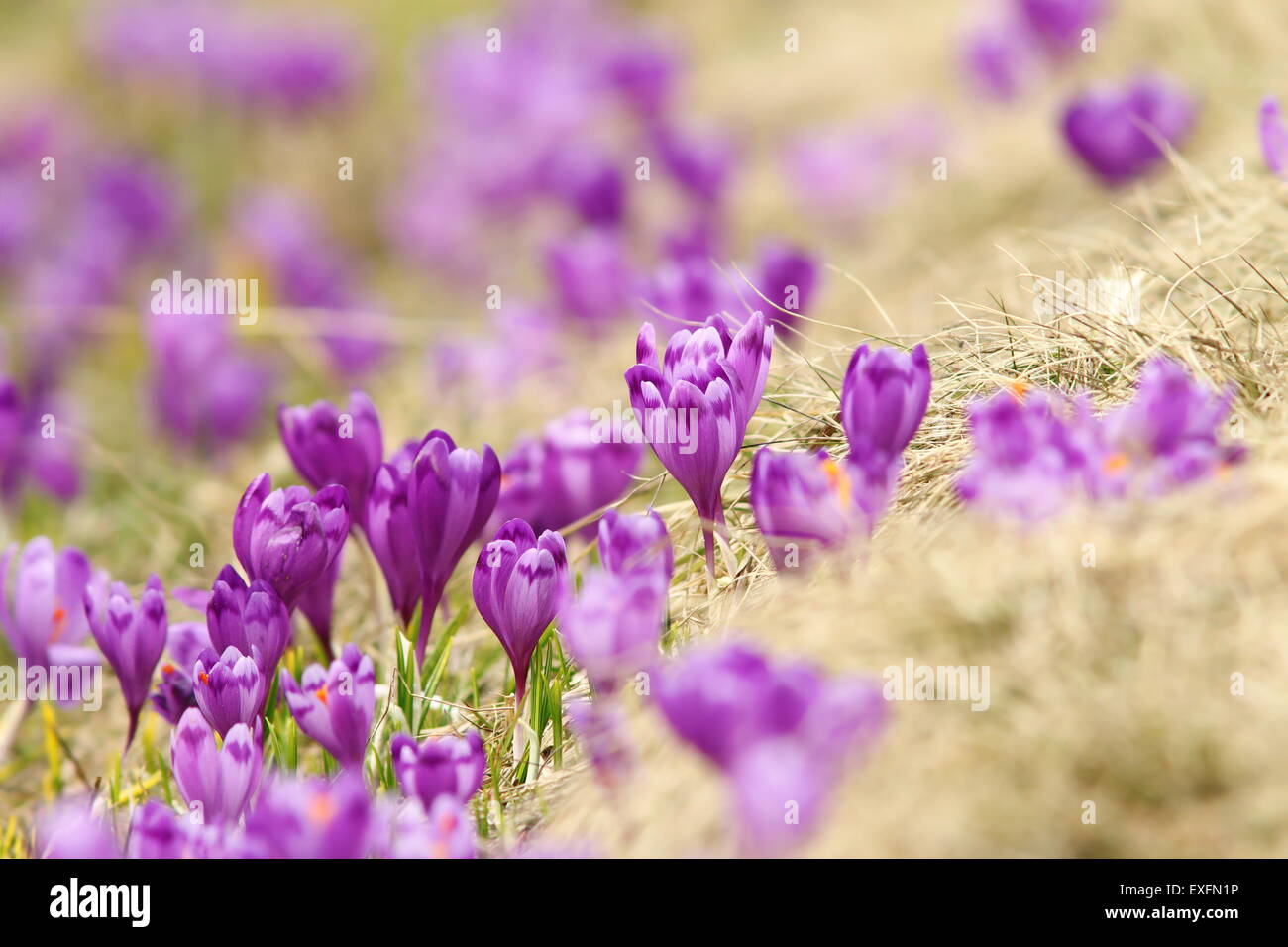 spring crocuses on mountain meadow ( Crocus sativus ) Stock Photo