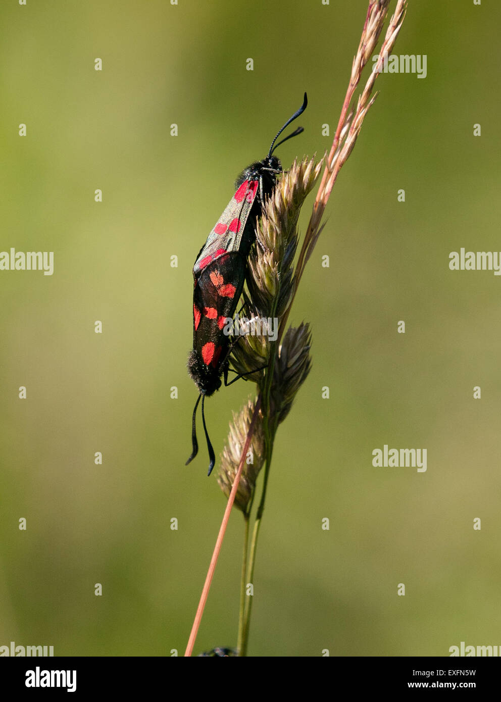Six spot burnet moth pair Zygaena filipendulae mating on dried grass stems shortly after emergence from the pupa Stock Photo