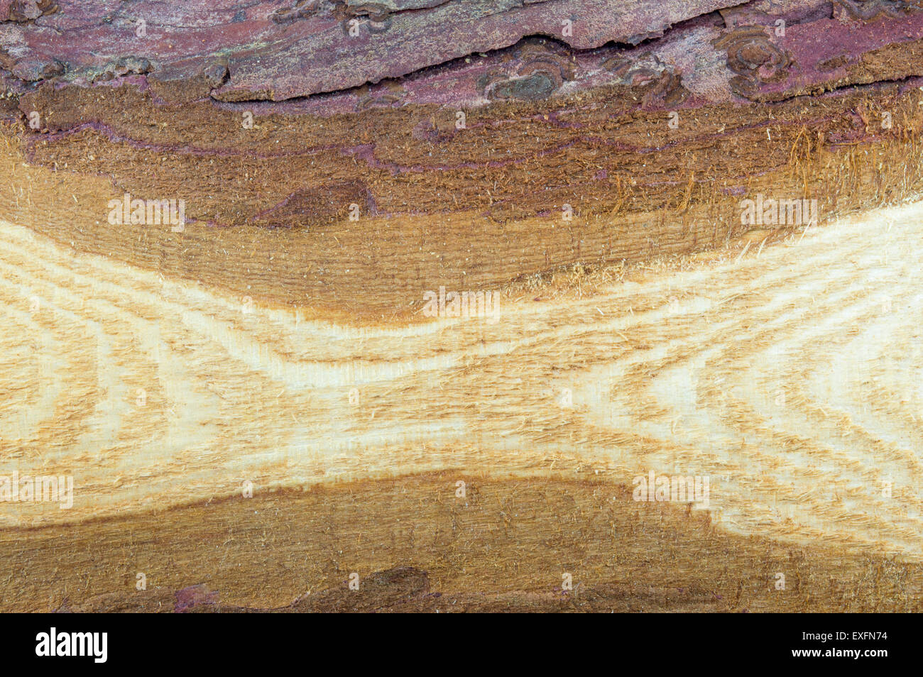 Natural raw and unprocessed wooden board background Stock Photo