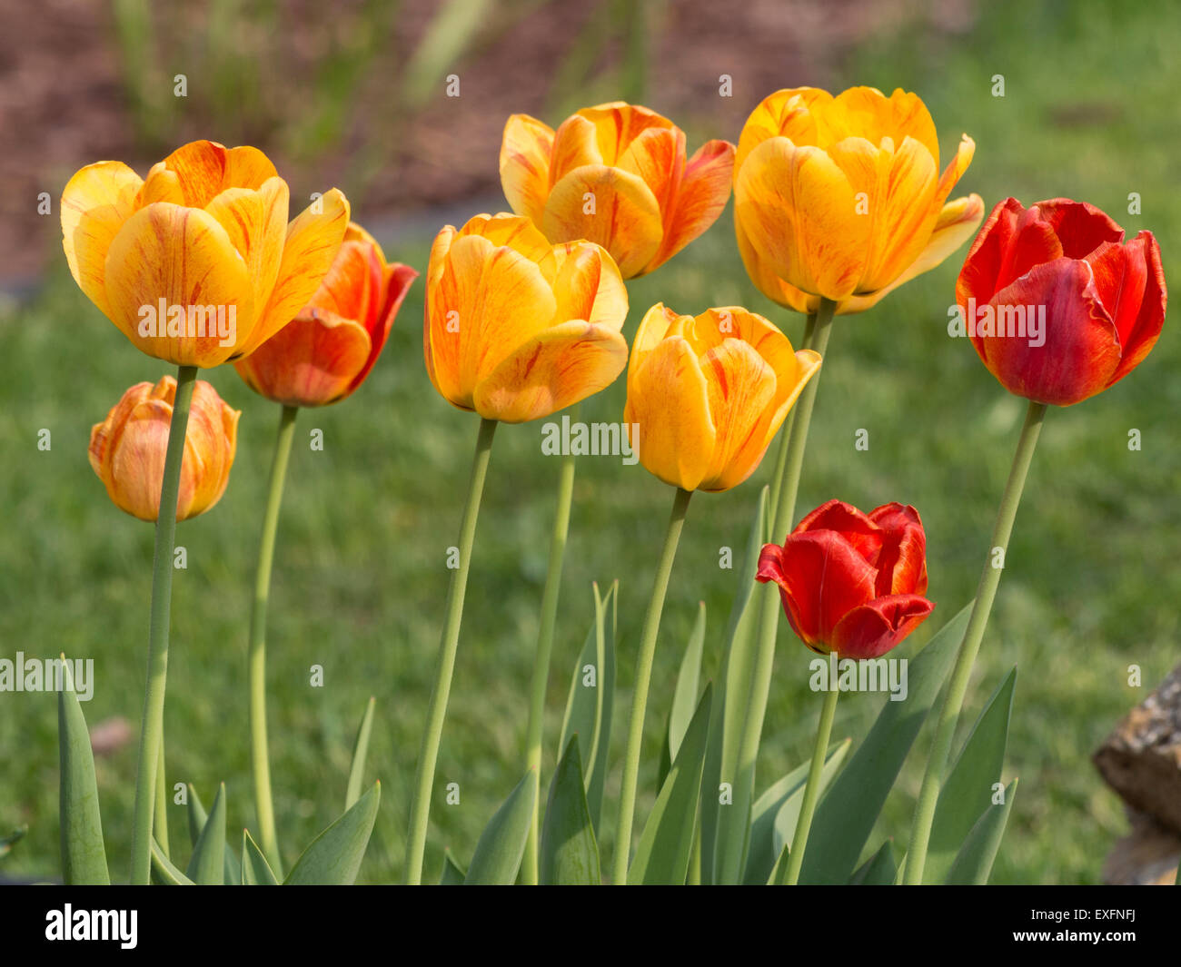 Colorful tulips in a garden Stock Photo - Alamy
