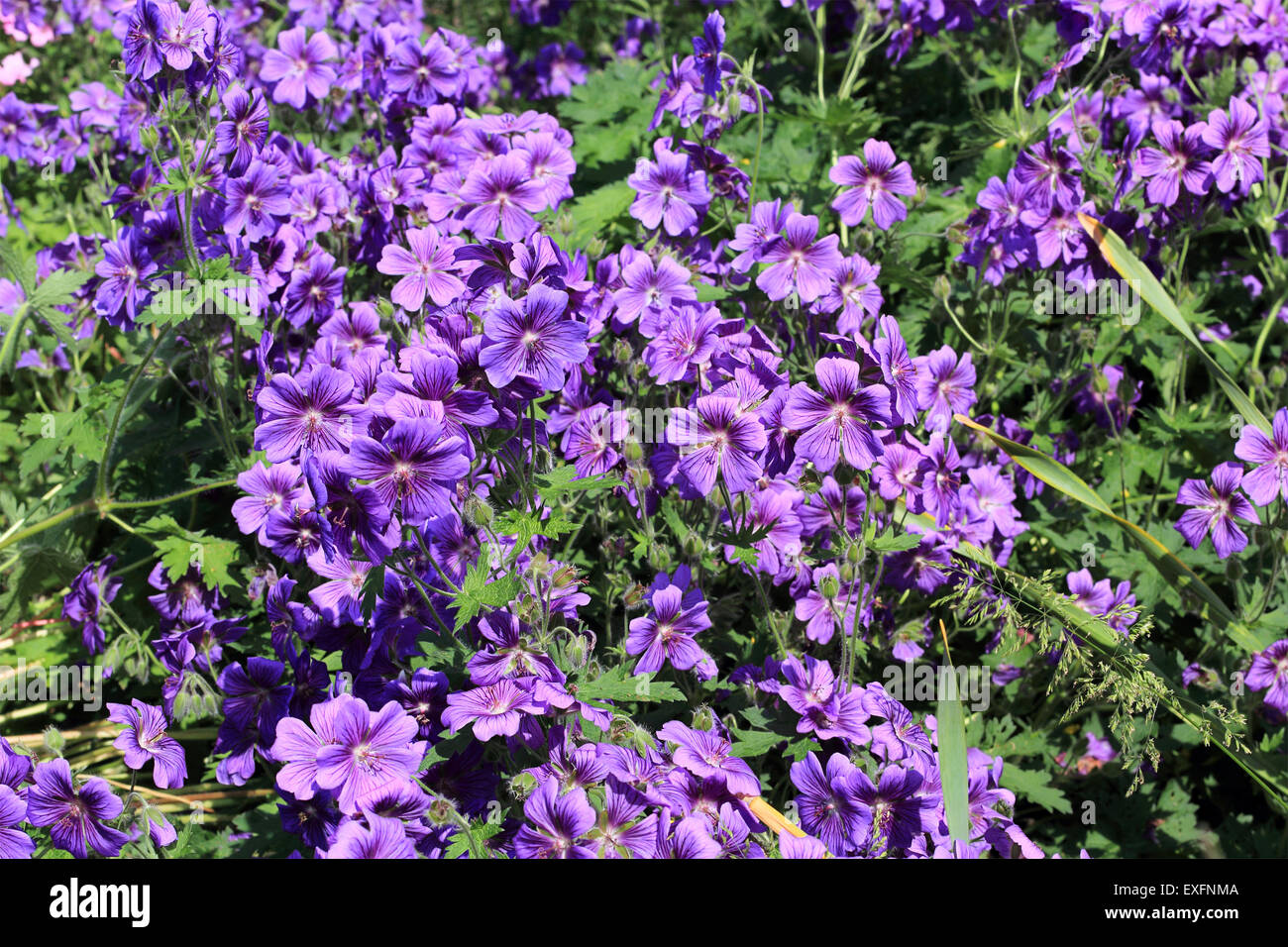 Beautiful, violet Geranium Magnificum in the garden Stock Photo
