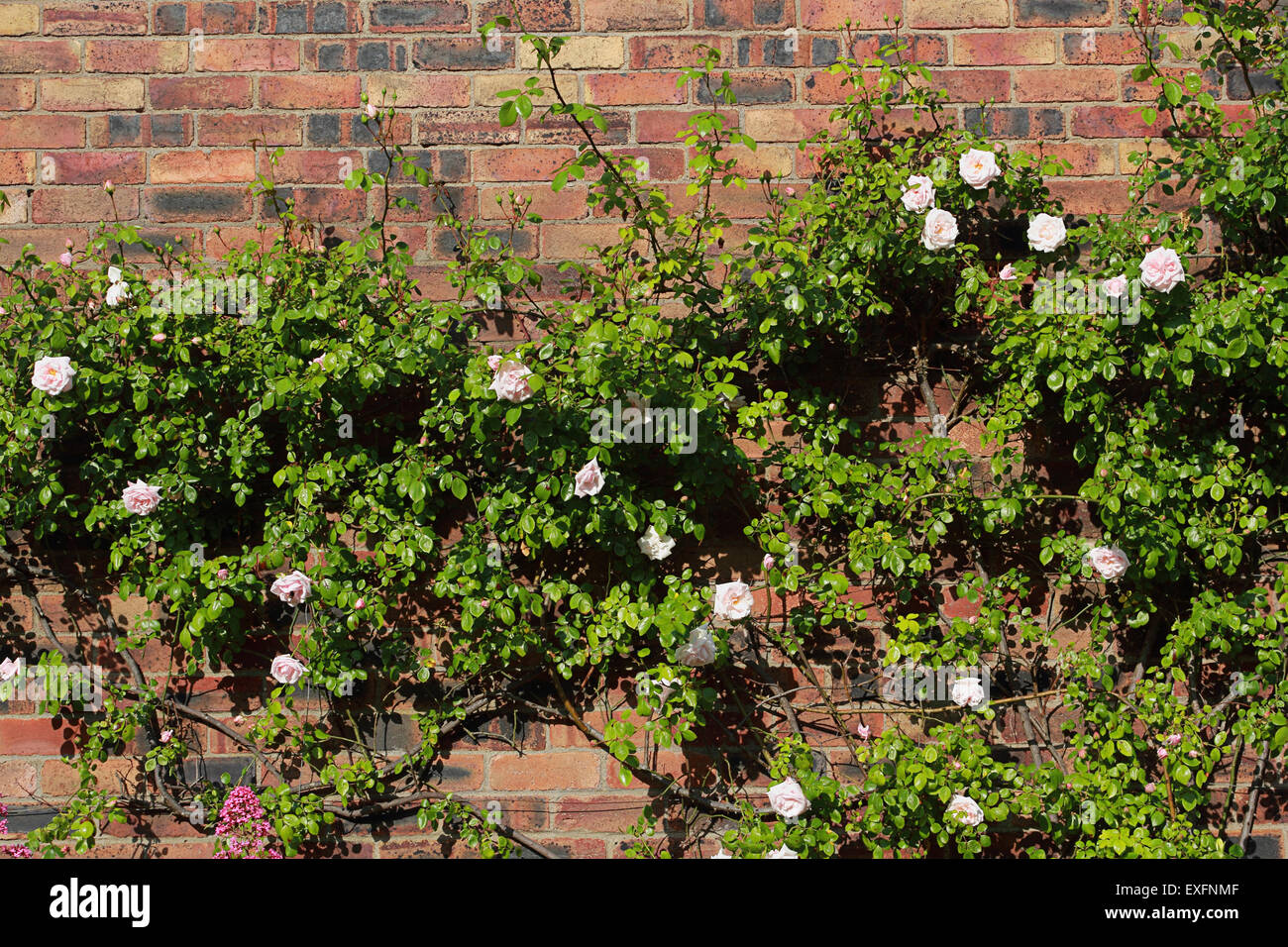 Pastel on brick hires stock photography and images Alamy