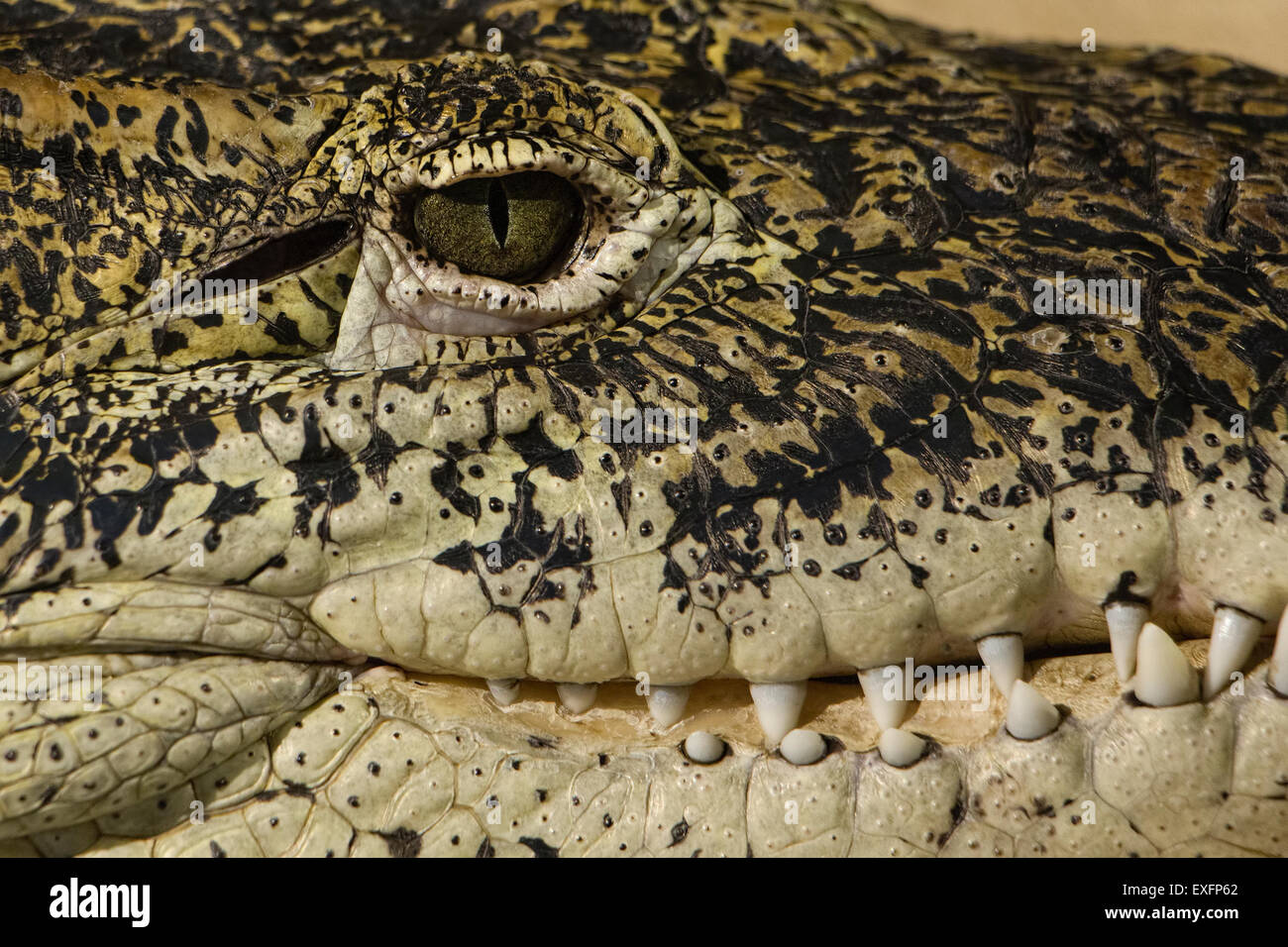 Alligator eye and teeth detail. Close up portrait. Stock Photo