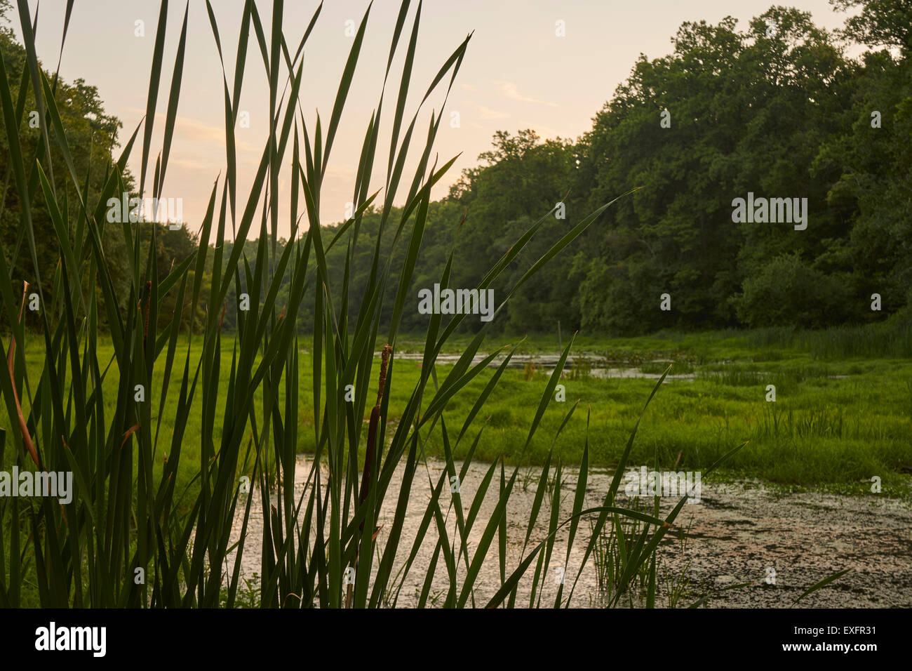 Summer green wetlands grasses grass wild hi-res stock photography and  images - Alamy