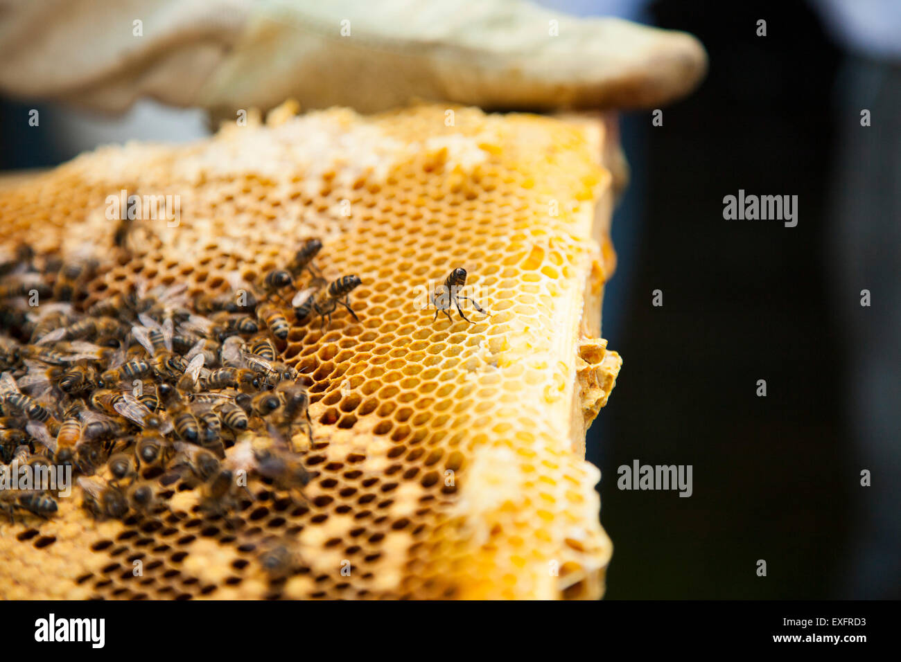 Threat posture hi-res stock photography and images - Alamy