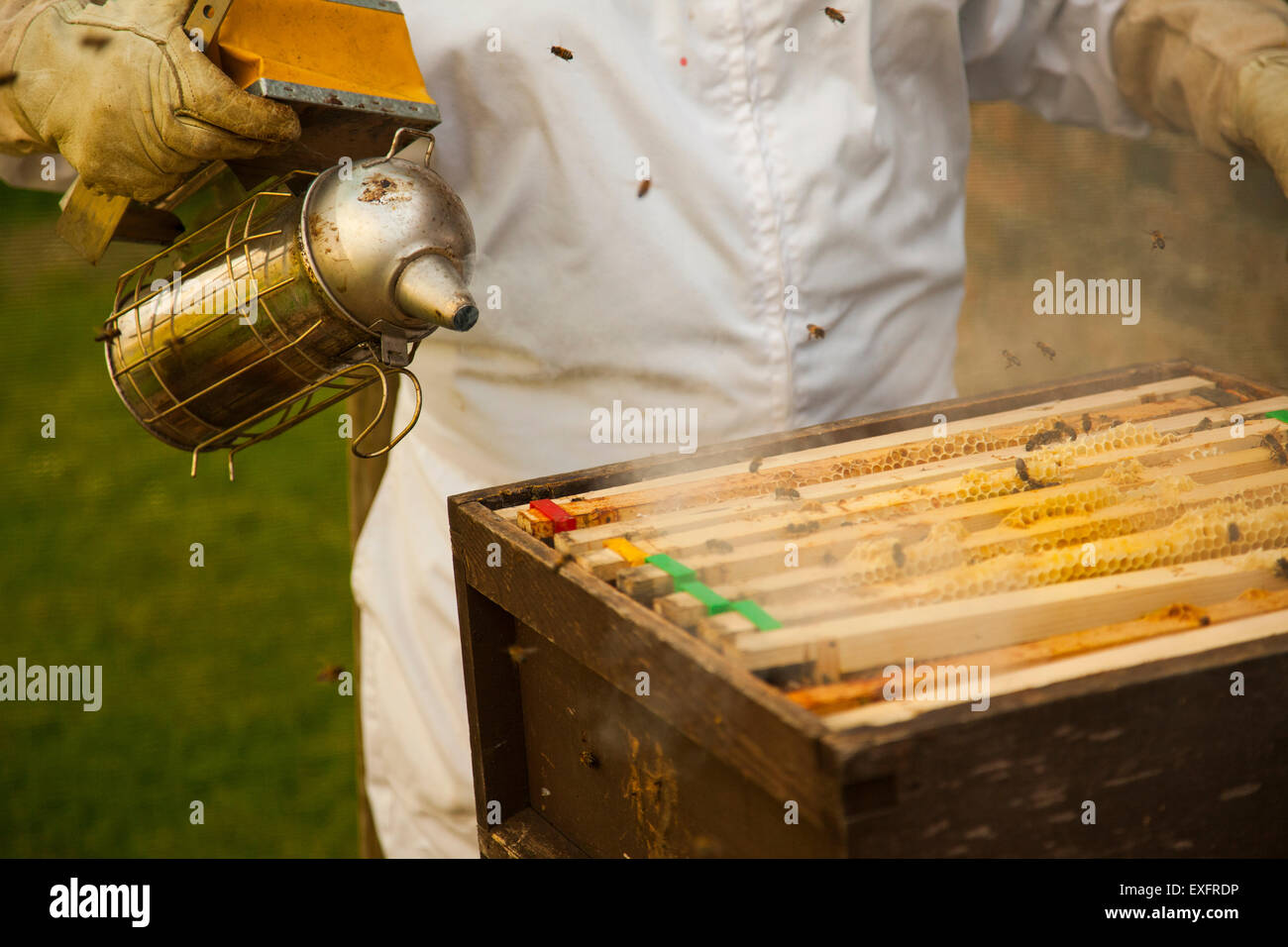 Bee Keeper smoking bees with a hive smoker Stock Photo