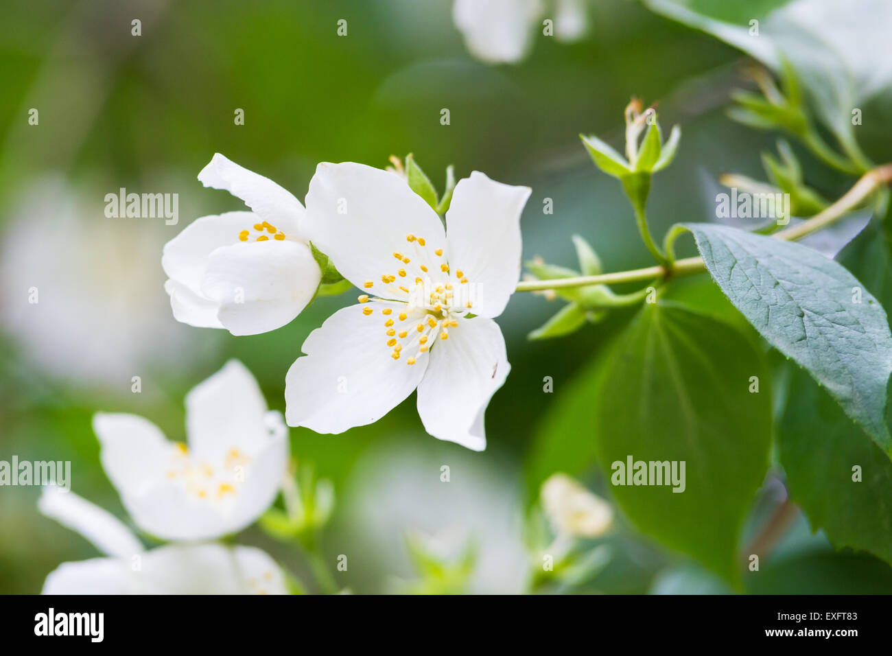A White Summer Philadelphus Flower on a Tree Stock Photo