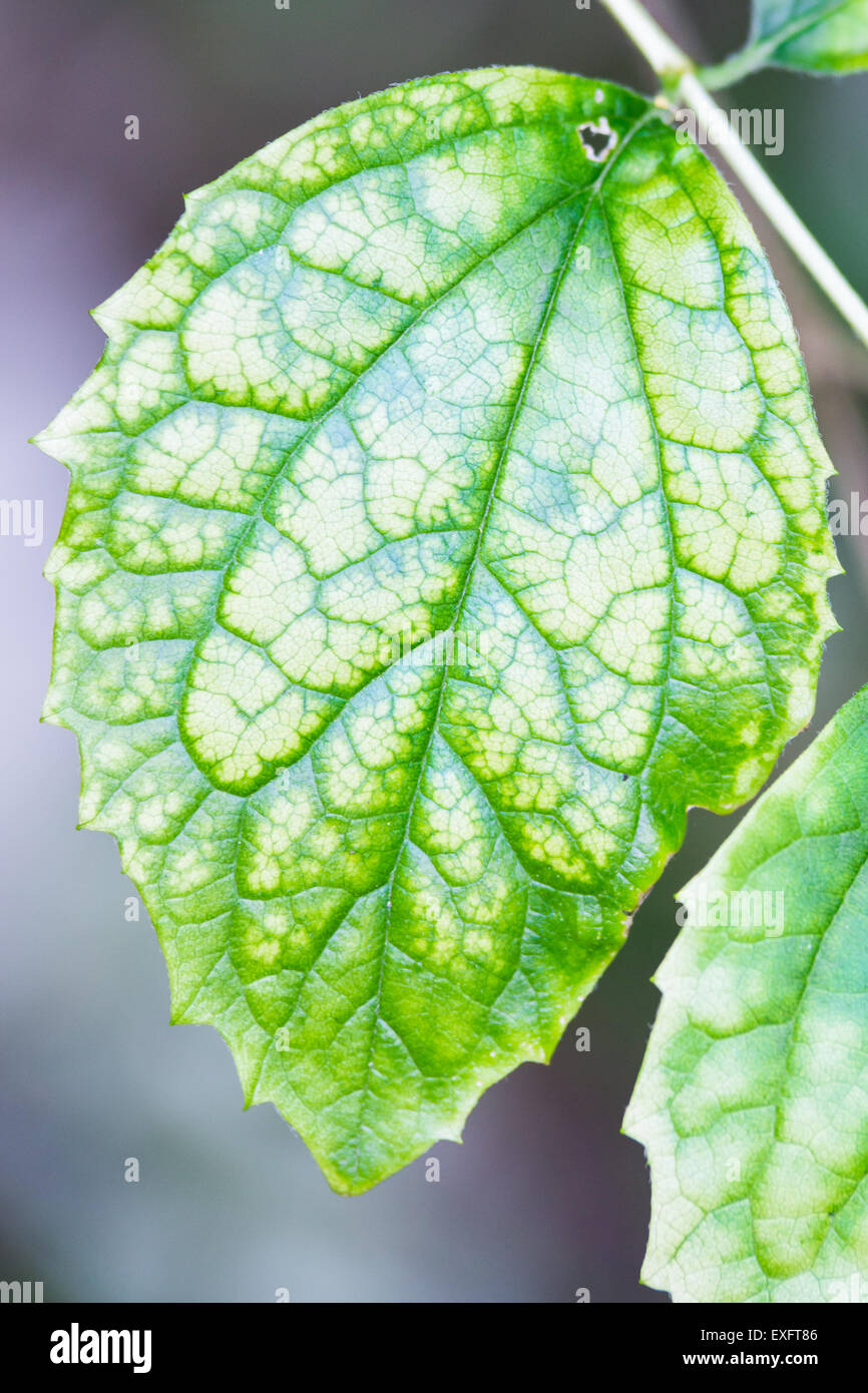 A Single Green Leaf with Visible Large Veins and Blurry Background Stock Photo