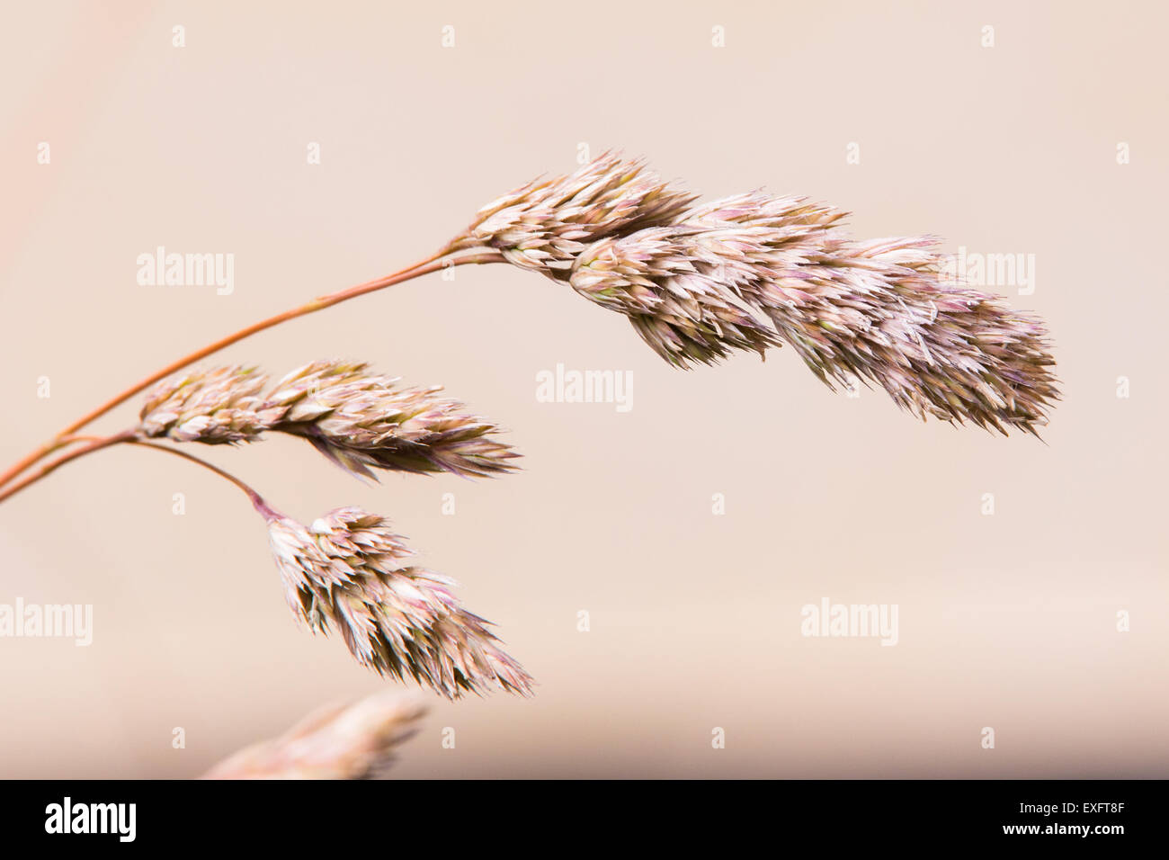 Blade of wheat hi-res stock photography and images - Alamy