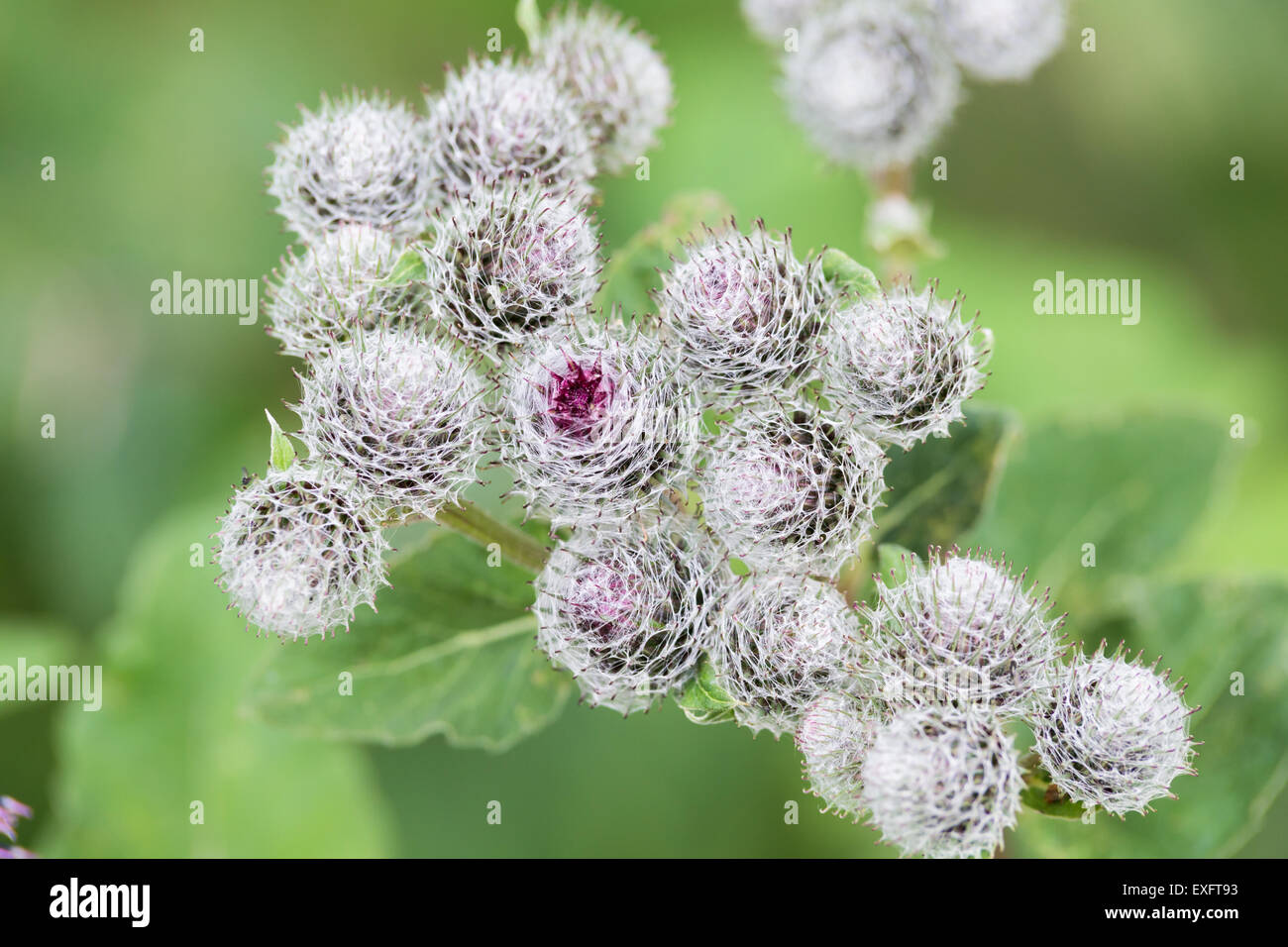 Thorns of Burdock on green blurred background with a shallow depth of field. Stock Photo