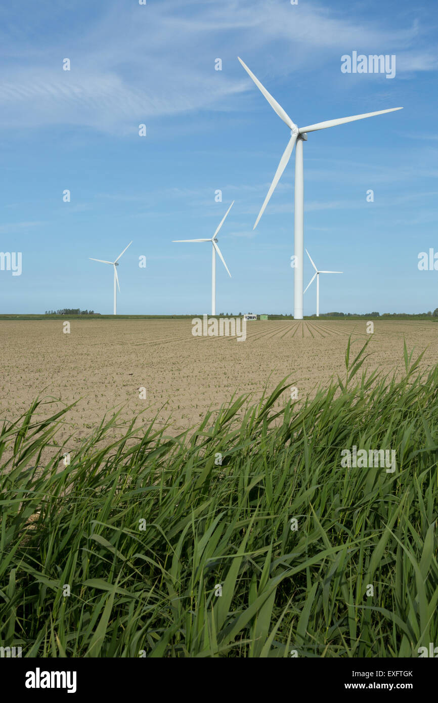 Wind turbines on a field, Kamperland, Zeeland, Netherlands Stock Photo