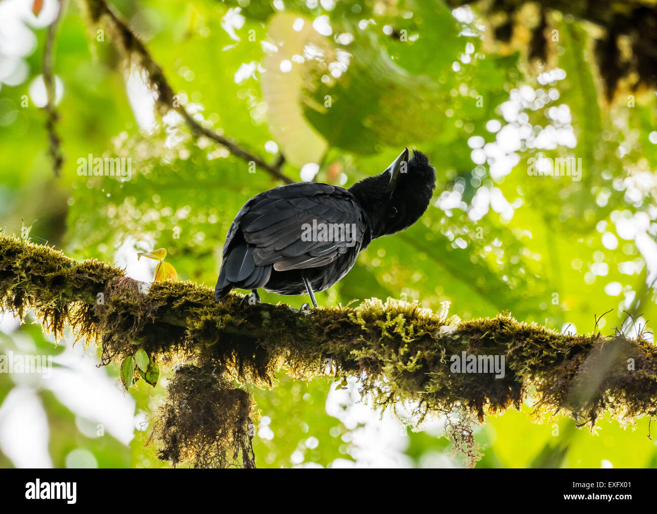 A female Long-wattled Umbrellabird (Cephalopterus penduliger) perched on a branch. Mindo, Ecuador. Stock Photo