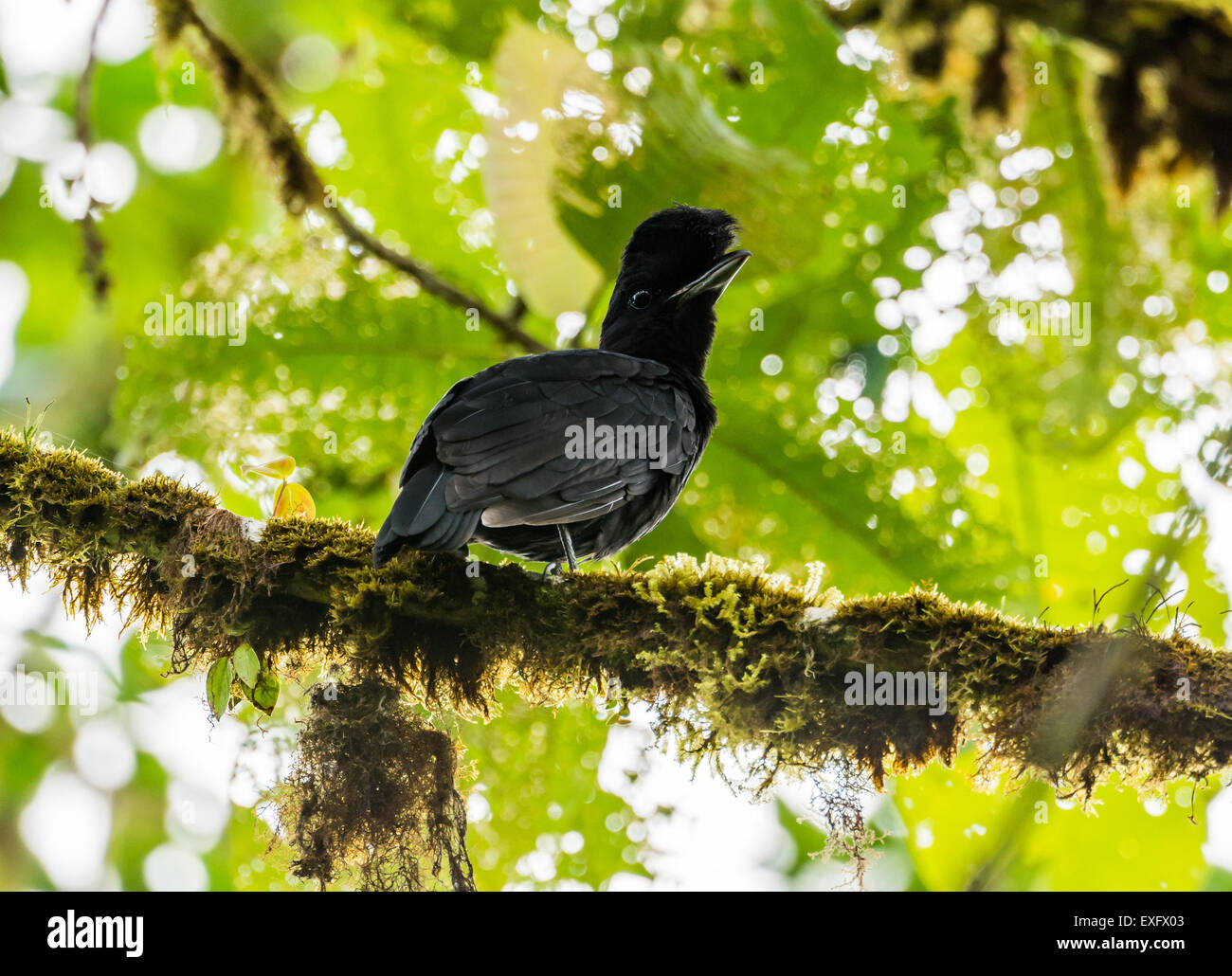 Umbrella Bird Flying