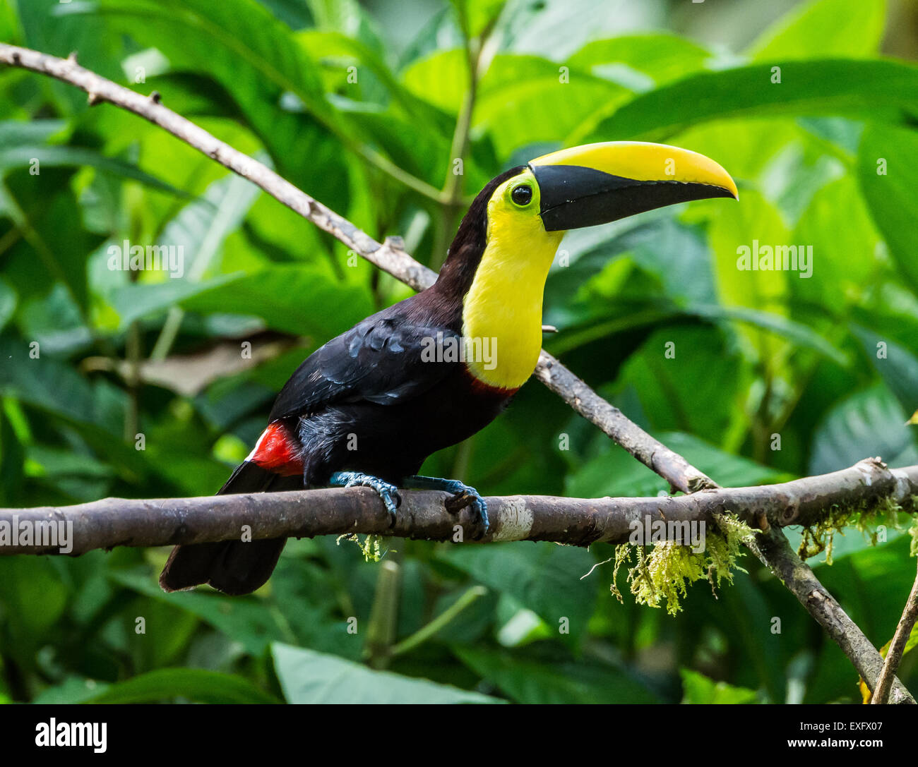 A Choco Toucan (Ramphastos brevis) perched on a branch. Mindo, Ecuador ...