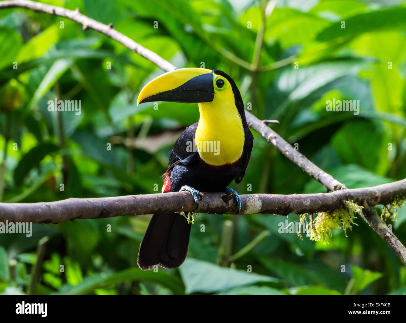 A Choco Toucan (Ramphastos brevis) perched on a branch. Mindo, Ecuador. Stock Photo