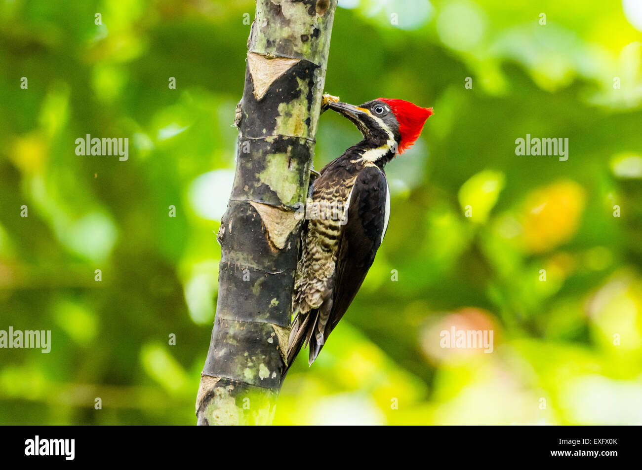 A Lineated Woodpecker (Dryocopus lineatus) searching for food on a tree. MIndo, Ecuador. Stock Photo