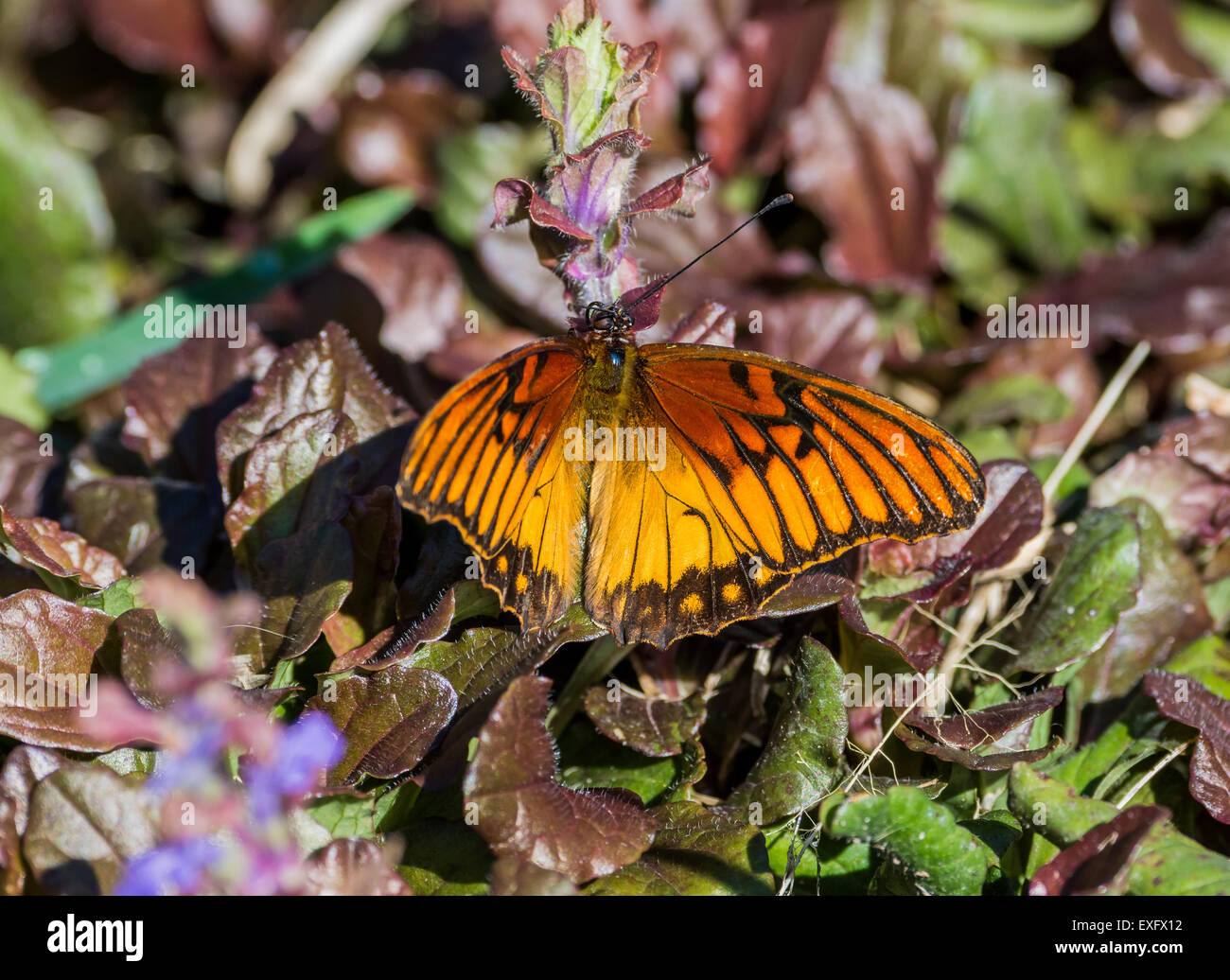 Golden orange butterfly. Stock Photo
