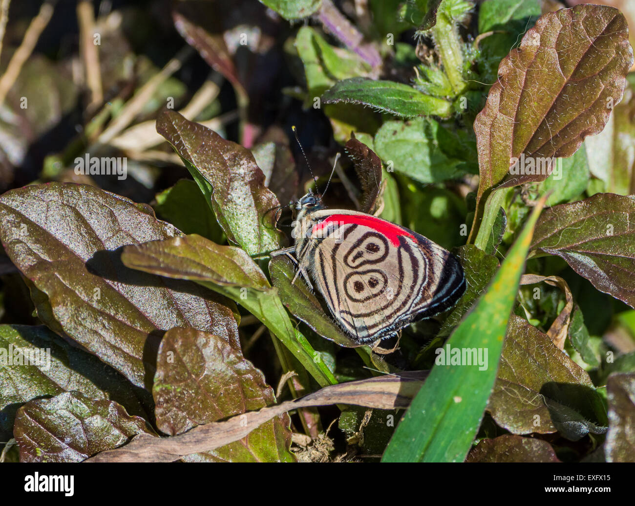 Anna's Eighty-eight butterfly (Diaethria anna). Mindo, Ecuador. Stock Photo