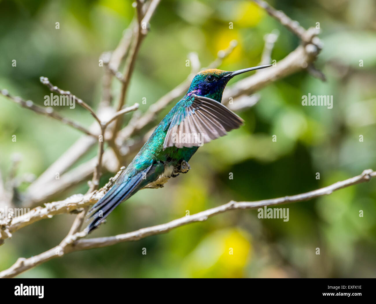 A Sparkling Violetear (Colibri coruscans) hummingbird with yellow flower pollen dusted on its forehead. Stock Photo