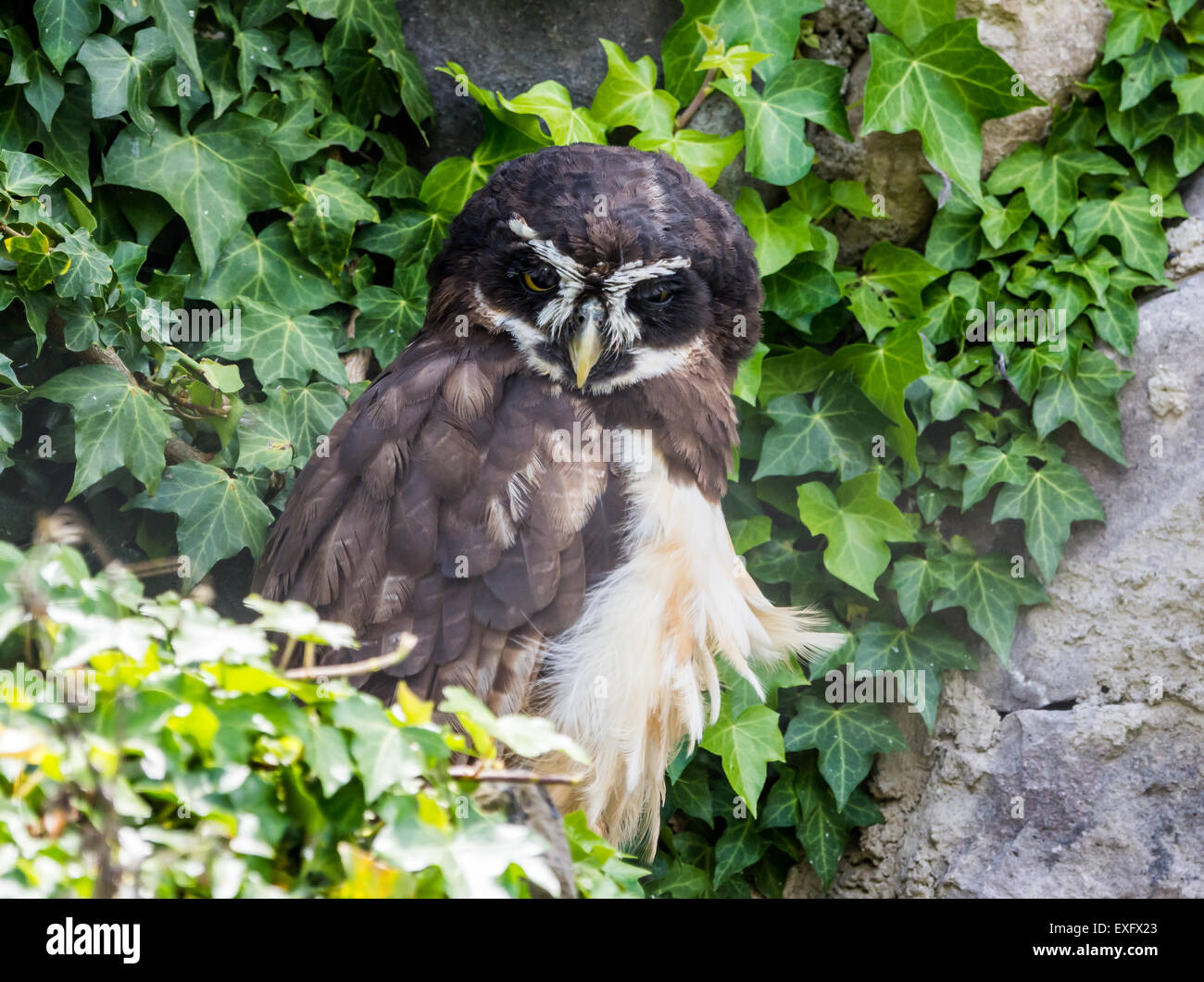 A Spectacled Owl (Pulsatrix perspicillata) stands in green leaves. Stock Photo