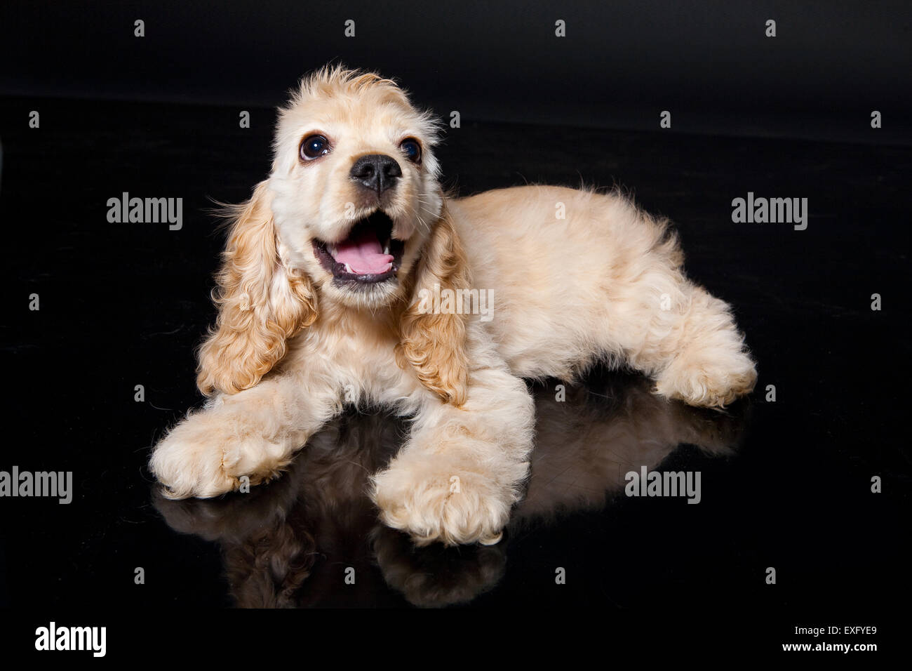 pets cocker dog spaniel animal animals isolated canine shot studio domestic purebred on cute mammal sitting out hunting portrait Stock Photo