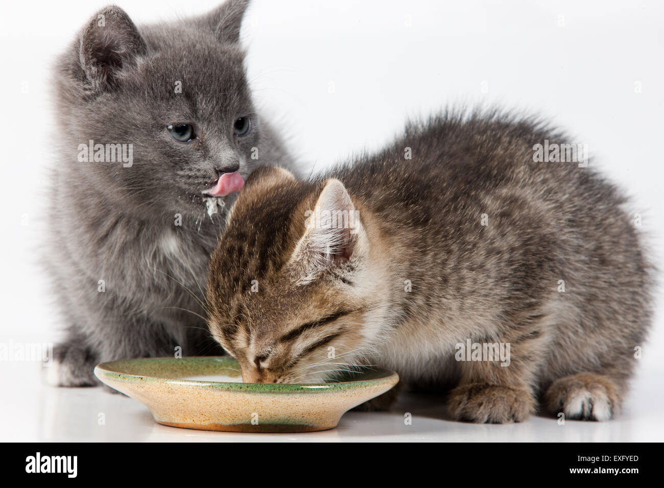 kitten domestic cat animal cute pets feline isolated white young fur background paw looking whisker on animals sitting nature Stock Photo