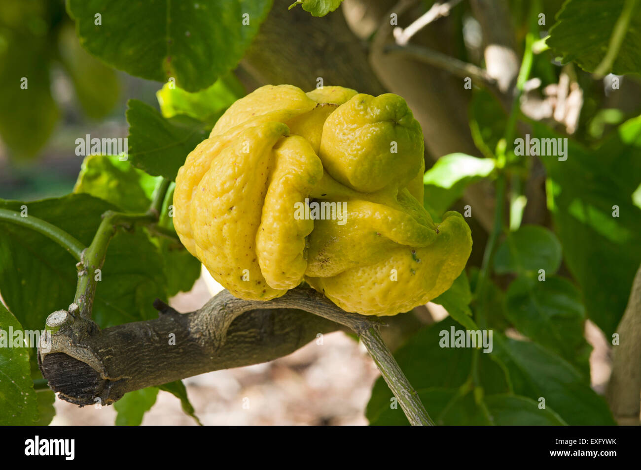 Grossly distorted lemon fruit caused by citrus bud mite Stock Photo